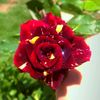 muhammad.yaseen119225