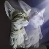 kangmewrin