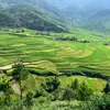 haihaphuongvy1115