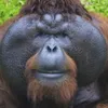 orangutansarecool1234