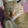 ryx_343