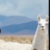 mama_llama108