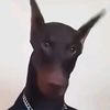 roshalss.gamesyt