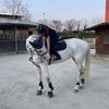 horses_page_