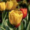samar__gh123