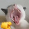 0l9dl
