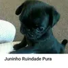 juninho_ruindade_pur4