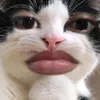 gela_divs
