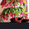 naturebloom786