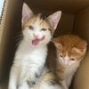 cat_and_kitten_2