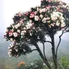 bongcaixanh039