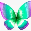 dilauroroberta0049