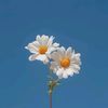 white_flowers17