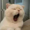 wkwkxixi_
