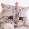 frdajah_