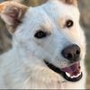 marty.dogblog