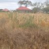 kiungusty