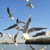 samiatonjal8