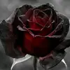 dontmindme14009
