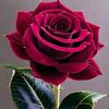 shifa..islam2