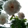 nuviiig