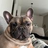 benito_thefrenchie