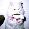 _intnsr3