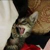 gatitos2002