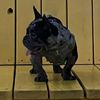 oreomicrobully