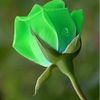 amalhayam