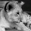 tatar_derler.33