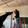 lilyuhhorses