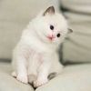 nawal_nawal2001