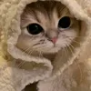 xnhtly_a
