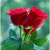 user6069182240312
