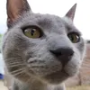 sheiscrazyforthekitties