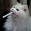 hodayaa1