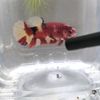 lhybetta
