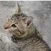 chuot.mimi
