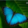 cool_butterflys2325