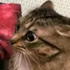 hehshhh2hwhhshsg
