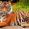 ✨tiger 🥩🐅 太哥🐯⁶¹⁹