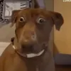 Dog Review
