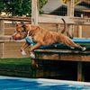 samthebrindlepit
