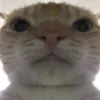 le._chat_jaune
