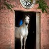 noha_1420