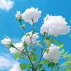 murad_x7