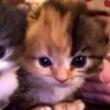 naonaomiaww