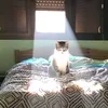 deoliveiccc