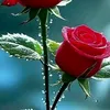 mhamad.omar37